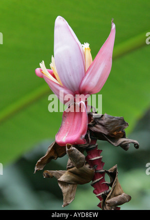 L'épluchage aka banane banane Rose, poilu, banane banane fructification rose ou ensemencé Banana Musa velutina Musaceae Assam en Inde Banque D'Images