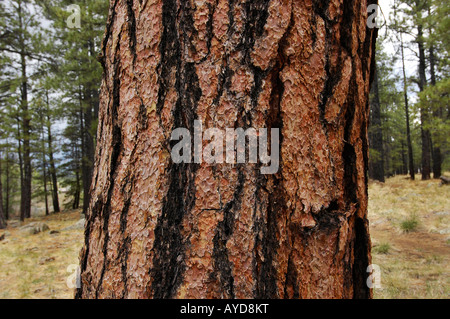 Arbre de pin ponderosa à High Prairie alpine près de Flagstaff, Arizona Pinus ponderosa Banque D'Images
