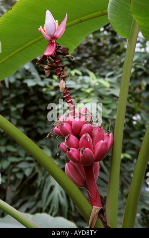 L'épluchage aka banane banane Rose, poilu, banane banane fructification rose ou ensemencé Banana Musa velutina Musaceae Assam en Inde Banque D'Images