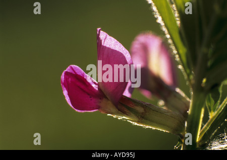 Vesce commune Vicia sativa Cornwall Banque D'Images