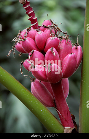 L'épluchage aka banane banane Rose, poilu, banane banane fructification rose ou ensemencé Banana Musa velutina Musaceae Assam en Inde Banque D'Images