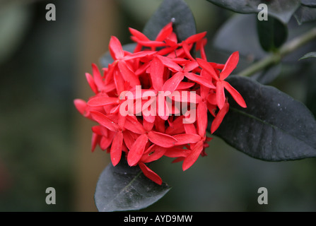 Géranium Jungle aka Flamme de la forêt ou jungle Flame Ixora coccinea Rubiaceae Banque D'Images