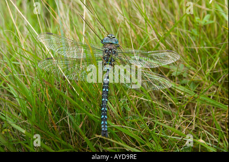 Une libellule au repos dans l'herbe, Ecosse, Royaume-Uni Banque D'Images