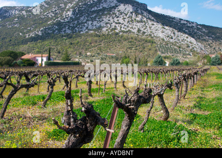 Une rangée de vignes taillées en Français Banque D'Images