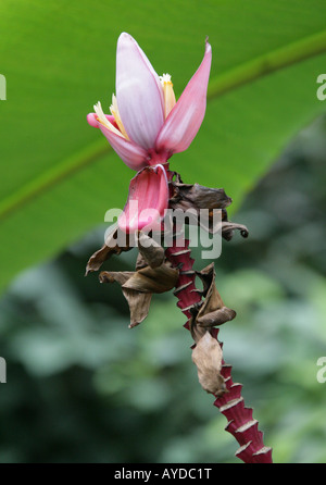 L'épluchage aka banane banane Rose, poilu, banane banane fructification rose ou ensemencé, BANANE Musa velutina, Musaceae, Assam, Inde Banque D'Images