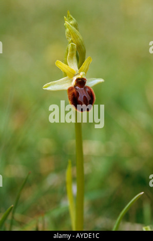 L'Orchidée Araignée Ophrys sphegodes Banque D'Images