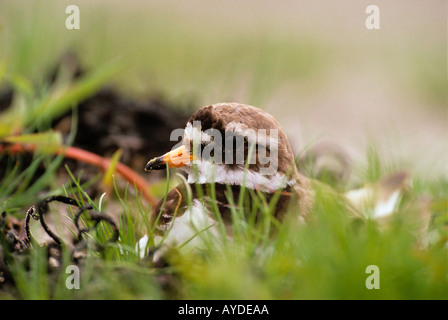 Gravelot Charadrius hiaticula sur son nid Banque D'Images