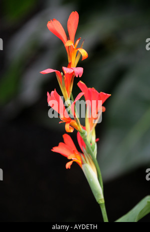 Canna Canna Lily limbata Cannaceae Banque D'Images