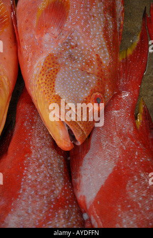 Le poisson frais à la vente à la Sir Selwyn Selwyn Clarke market à Victoria, la capitale d'une île de Mahé aux Seychelles Banque D'Images