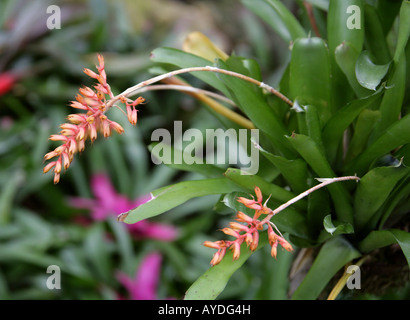 Aechmea winkleri, Bromeliaceae, broméliad, Brésil, Amérique du Sud Banque D'Images