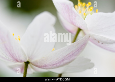 Anémone des bois Anemone nemorosa fleurs Banque D'Images