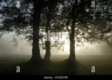 Trois arbres de chêne par rétro-éclairé le soleil levant (Quercus robur), Conwy dans le Nord du Pays de Galles, Royaume-Uni. Banque D'Images