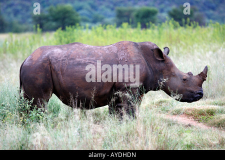 Rhinocéros blanc Ceratotherium simum simum sur la plaine d'entabeni game reserve welgevonden province du Limpopo waterberg south af Banque D'Images