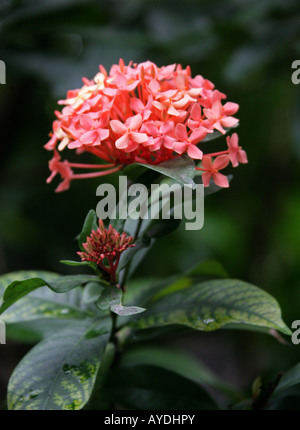 Géranium Jungle aka Flamme de la forêt ou jungle Flame Ixora coccinea Peter Rapsey Rubiaceae Banque D'Images