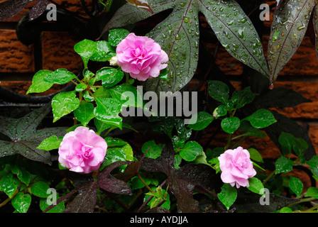 Trois fleurs impatiens rose and sweet potato vine après une pluie Banque D'Images