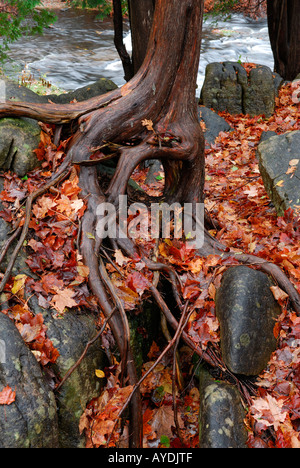 Cèdre accroché aux rochers lisses par les Pottawatomis de Jones Falls River à l'automne Bruce Penninsula Banque D'Images