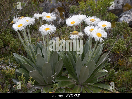 Grande Montagne Daisy (Celmisia semicordata) dans les alpes du sud ile sud Nouvelle Zelande Banque D'Images