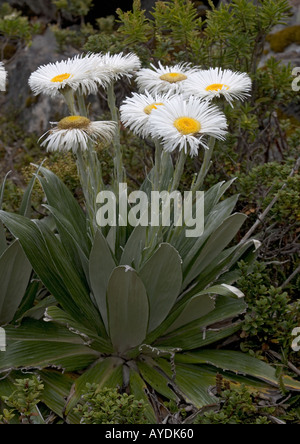 Grande Montagne Daisy (Celmisia semicordata) dans les alpes du sud ile sud Nouvelle Zelande Banque D'Images