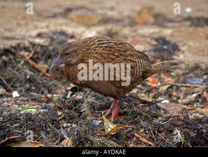 (Gallirallus australis Weka) une espèce endémique de l'île Stewart rail (incapable de Nouvelle-Zélande Banque D'Images