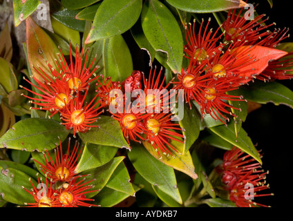 Le Rata du sud ( Metrosideros umbellata) en fleurs, l'île Stewart Myrtaceae endémique de Nouvelle-Zélande Banque D'Images