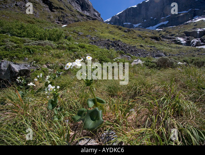 Mt Cook Lily dans la renoncule géant Gertrude valley Parc National de Fiordland ile sud Nouvelle Zelande Banque D'Images