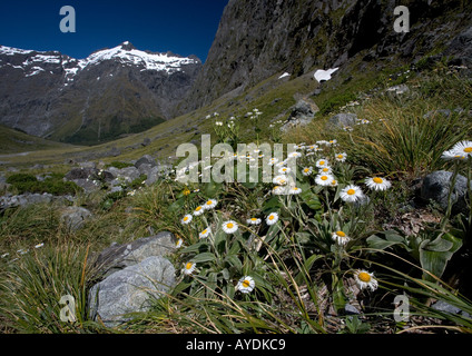 Mount Cook lily Ranunculus lyalii et Grande Montagne dans la vallée Daisy Gertrude Banque D'Images