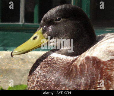 Canard colvert mâle portrait Anas platyrhynchos Banque D'Images