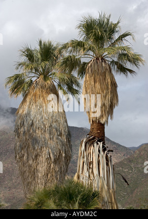 Palmiers (Washingtonia filifera) dans le désert de Sonora Anzo Barrego Banque D'Images