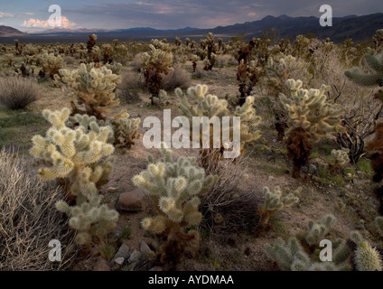 Chollas ou figuiers de Barbarie (Opuntia bigelovii) Joshua Tree National Park zone de transition entre le désert de Sonora et Mojave, USA Banque D'Images