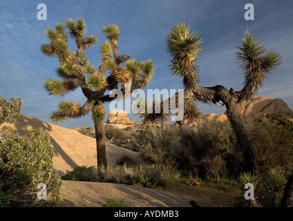 Joshua tree (Agave brevifolia) dans le désert de Mojave, parmi les roches de granit Banque D'Images