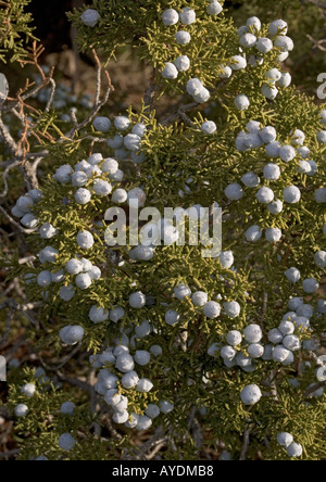 Juniper californien ( Juniperus californica avec les fruits immatures. Sur le granit Banque D'Images