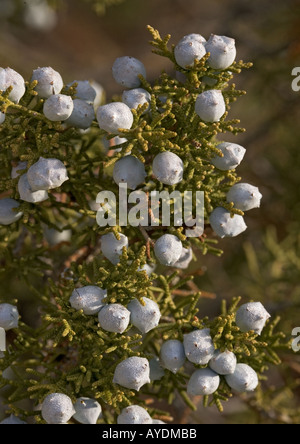 Le genévrier (Juniperus californica californien) bush avec les fruits immatures. Sur le granit Banque D'Images