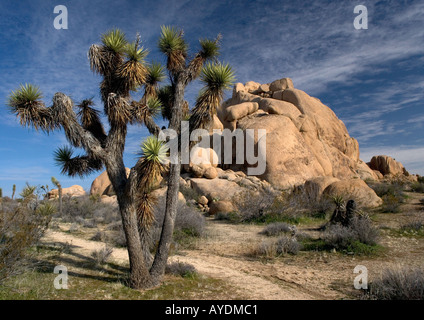 Joshua tree (Yucca brevifolia) dans le désert de Mojave, parmi les roches de granit Banque D'Images