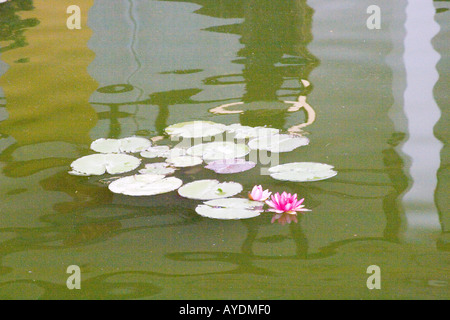 Fleur de Lotus flottant dans un canal à Suzhou Chine jadis connue comme la venise de Chine Banque D'Images