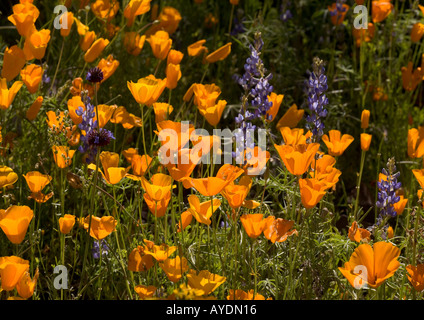 Masse de fleurs de printemps en tuyaux d'Orgue Monument National de l'or mexicain principalement avec coquelicots lupins Lupinus sparsiflorus, Arizona Banque D'Images