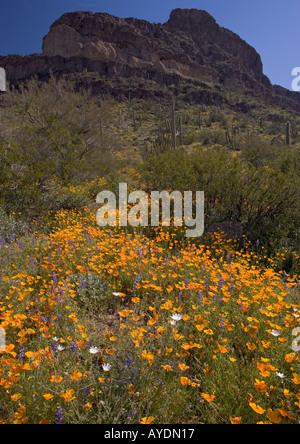 Masse de fleurs de printemps en tuyaux d'Orgue Monument National de l'or mexicain principalement coquelicots, Arizona, USA Banque D'Images