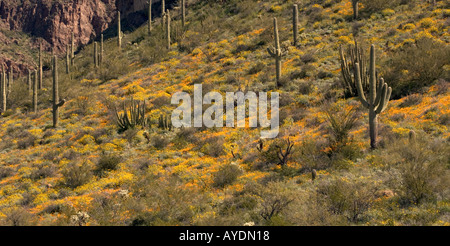 Masse de fleurs de printemps en tuyaux d'Orgue Monument National, principalement de l'or mexicain coquelicots. Arizona, USA Banque D'Images