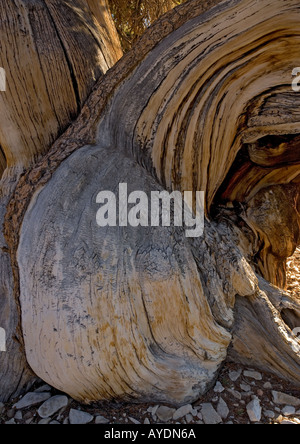 Great Basin, pin (Pinus longaeva) Montagnes Blanches, USA Banque D'Images