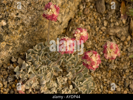 Eriogonum ovalifolium,« Butterballs » ( ) un nain alpine le sarrasin. Sierra Nevada, États-Unis