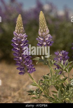 Dwarf lupin (Lupinus lepidus) dans la région de Flower, close-up Banque D'Images