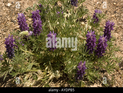 Dwarf lupin (Lupinus lepidus), California, USA Banque D'Images