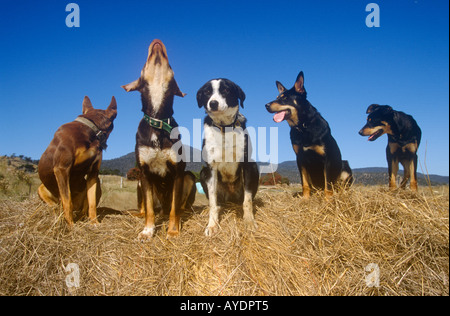 Kelpies et border collie , , près de Fingal, côte nord-est, la Tasmanie, l'Australie, à l'horizontale, - Banque D'Images