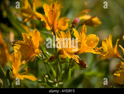 Lily péruvienne ou lis des incas aussi connu sous le nom de l'Alstroemeria aurea Banque D'Images