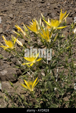 Blazing Star Mentzelia laevicaulis géant Banque D'Images