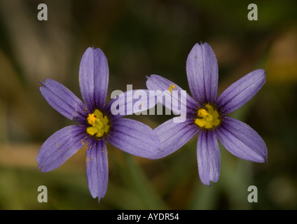 California blue-eyed grass (Sisyrinchium idahoense) fleurs, close-up Banque D'Images