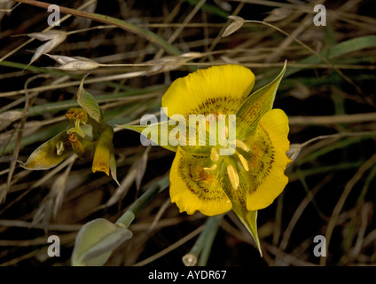 Mariposa Lily jaune, Calochortus luteus, Mt Tamalpais. Californie Banque D'Images