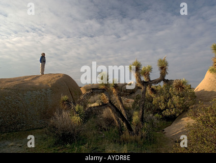 Yucca brevifolia Joshua tree dans le désert de Mojave, parmi les roches de granit Banque D'Images