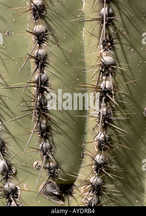 Tuyau d'orgue cactus, Close up d'épines, orgue Pipe Cactus National Monument, Arizona, USA Banque D'Images