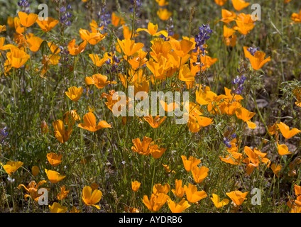 Masse de fleurs de printemps en tuyaux d'Orgue Monument National de l'or mexicain principalement avec lupin Lupinus sparsiflorus coquelicots Banque D'Images