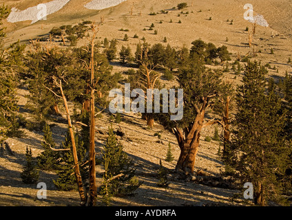 Arbres Bristlecone pine Pinus longaeva à c 11 000 pieds dans les Montagnes Blanches Banque D'Images